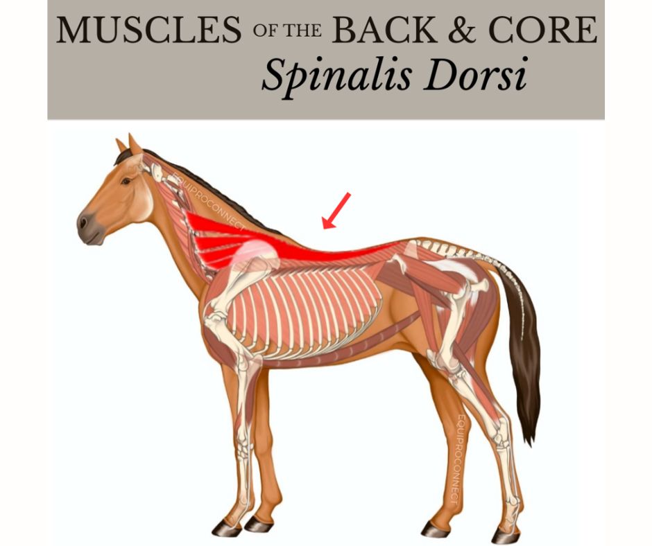 the-main-anatomy-of-the-horse-s-back-you-need-to-know